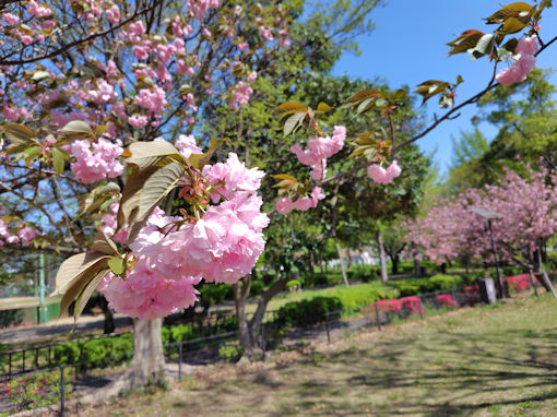 令和８年篠崎公園に咲く満開の八重桜