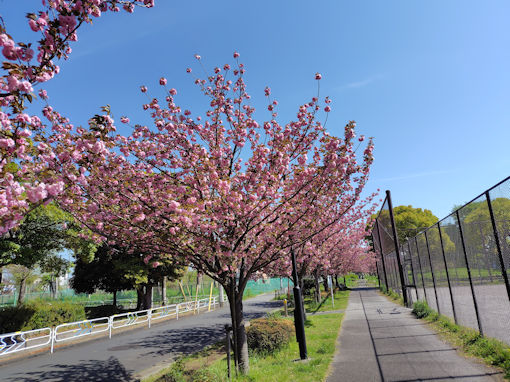令和8年春篠崎公園に咲く八重桜1