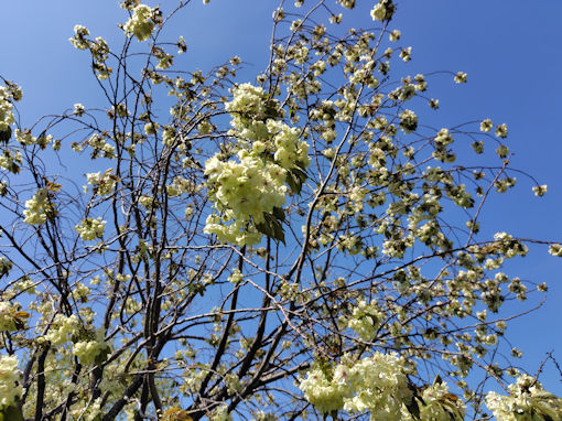 令和8年春篠崎公園に咲く八重桜3