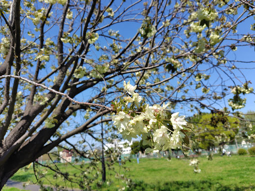 令和８年篠崎公園に咲く緑色の八重桜