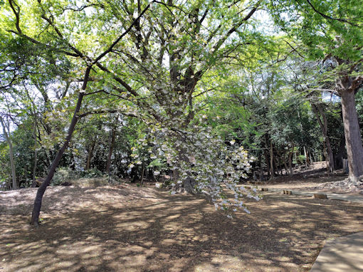 令和８年唱行寺に咲く滝のような八重桜