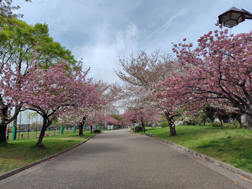 令和8年春宇喜田公園に咲く八重桜1