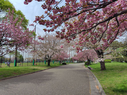 令和８年宇喜田公園に咲く満開の八重桜２