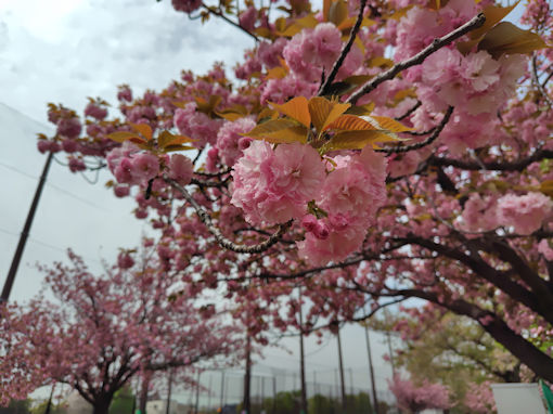 令和8年春宇喜田公園に咲く八重桜3