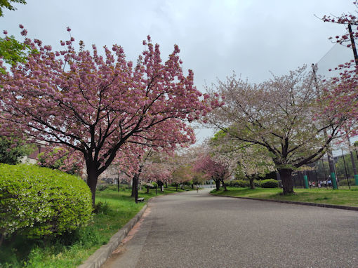 令和8年春宇喜田公園に咲く八重桜5