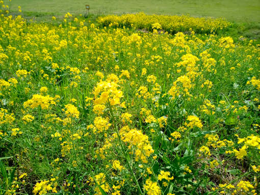 江戸川の春を彩る菜の花絨毯３