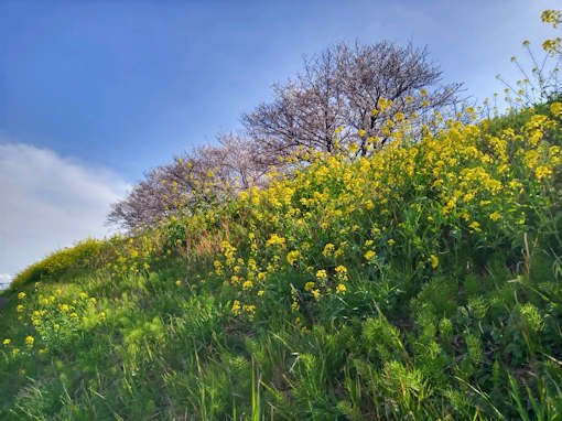 江戸川に咲く菜の花２