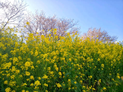 江戸川の春を彩る菜の花絨毯８