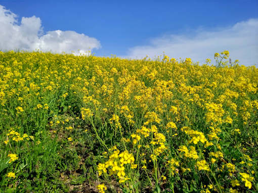 江戸川の春を彩る菜の花絨毯５