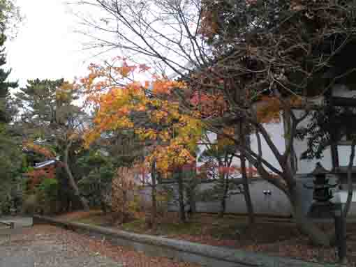 colored leaves in Daiunji