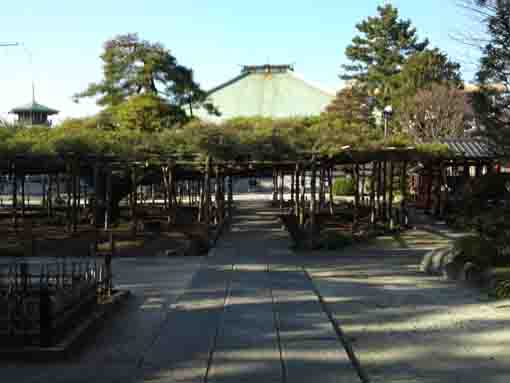 Yoko no Matsu in Zenyoji